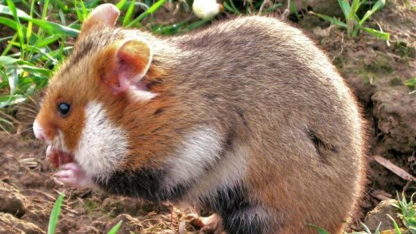 Mezei hörcsög (fotó: wikipedia.org)