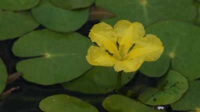 tündérfátyol Fotó forrás: wikipedia.org