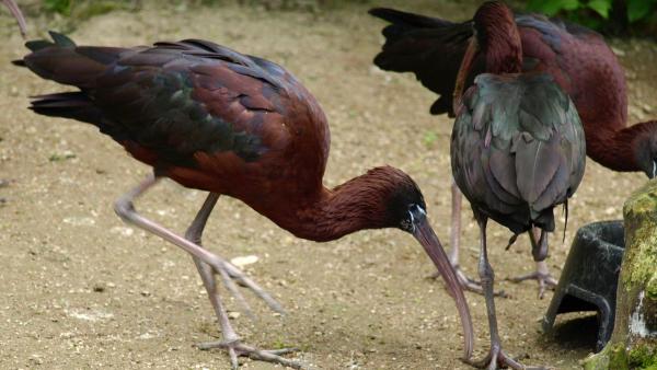 Illusztráció: batlák (Forrás: pxfuel.com19