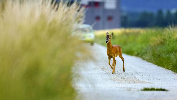 Őzbak az úton (fotó - Kovács András, Hazai Vadfotós Egylet) 