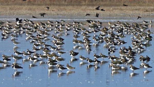 Bíbicek Fotó forrás: kmnp.nemzetipark.gov.hu / Marik Pál