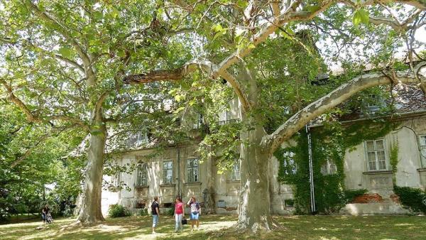 Geszt Tisza Kastély Park platánfái. Forrás: evfaja.hu