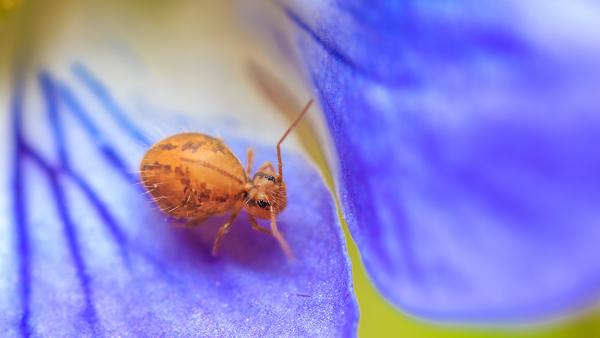 Gömböcugróka (fotó: Munkácsy Mihály Múzeum)
