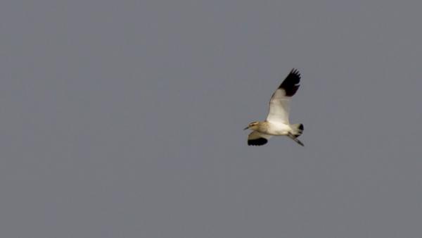 (Fotó: Mészáros Csaba)