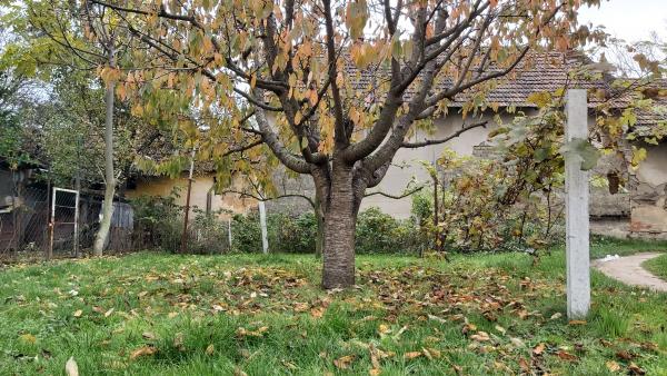 Fotó: Papp Ádám / behir.hu