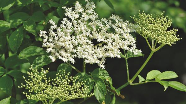 Illusztráció: pixabay.com