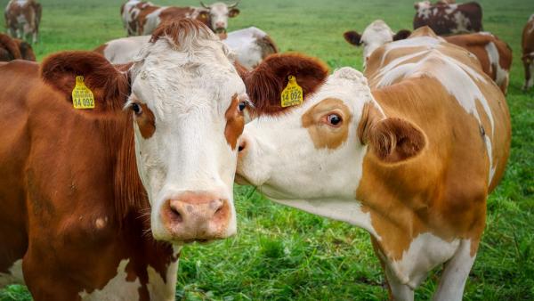 A kép illusztráció