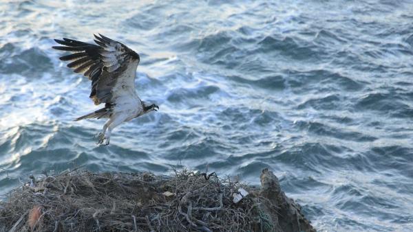 Halászsas (illusztráció: pixabay.com)