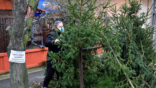 Ingyen fenyőfák a Kertész utcában – Fotó: behir.hu/Such Tamás