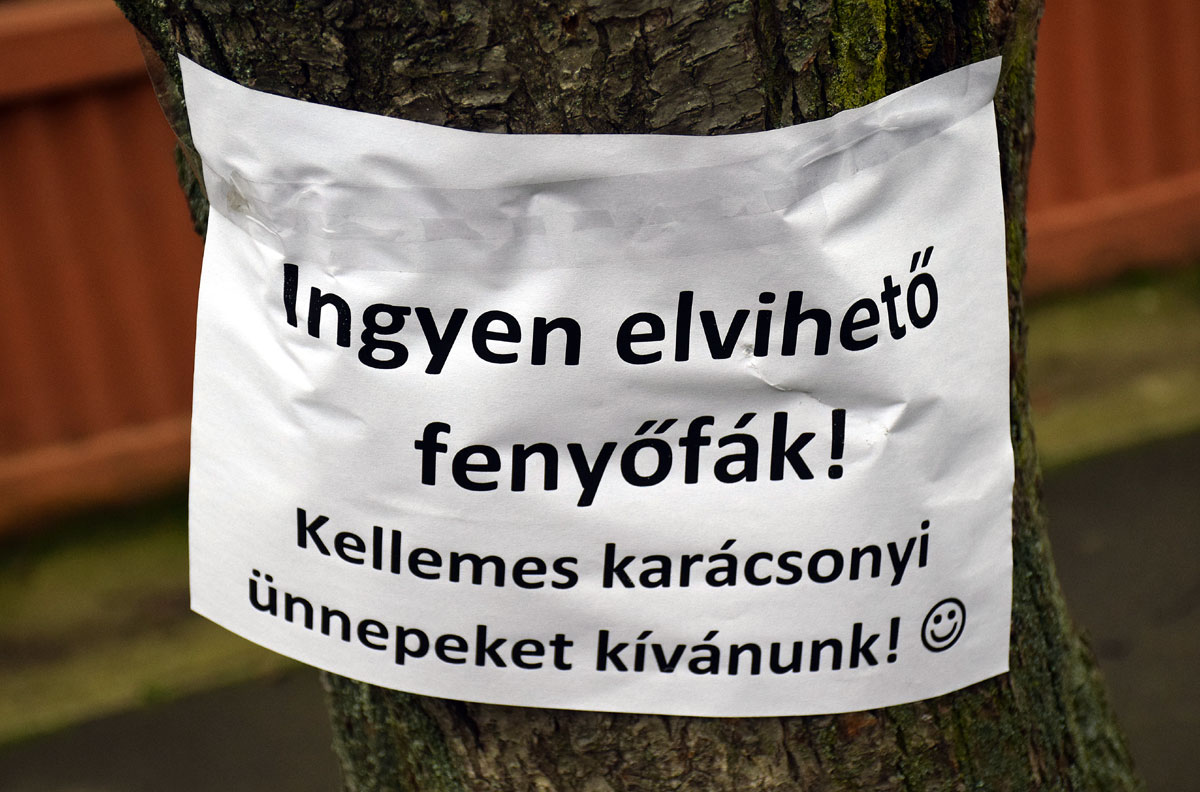 Felirat: Ingyen fenyőfák a Kertész utcában – Fotó: behir.hu/Such Tamás