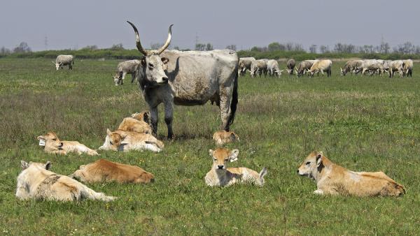 Fotó: Körös-Maros Nemzeti Park/Marik Pál
