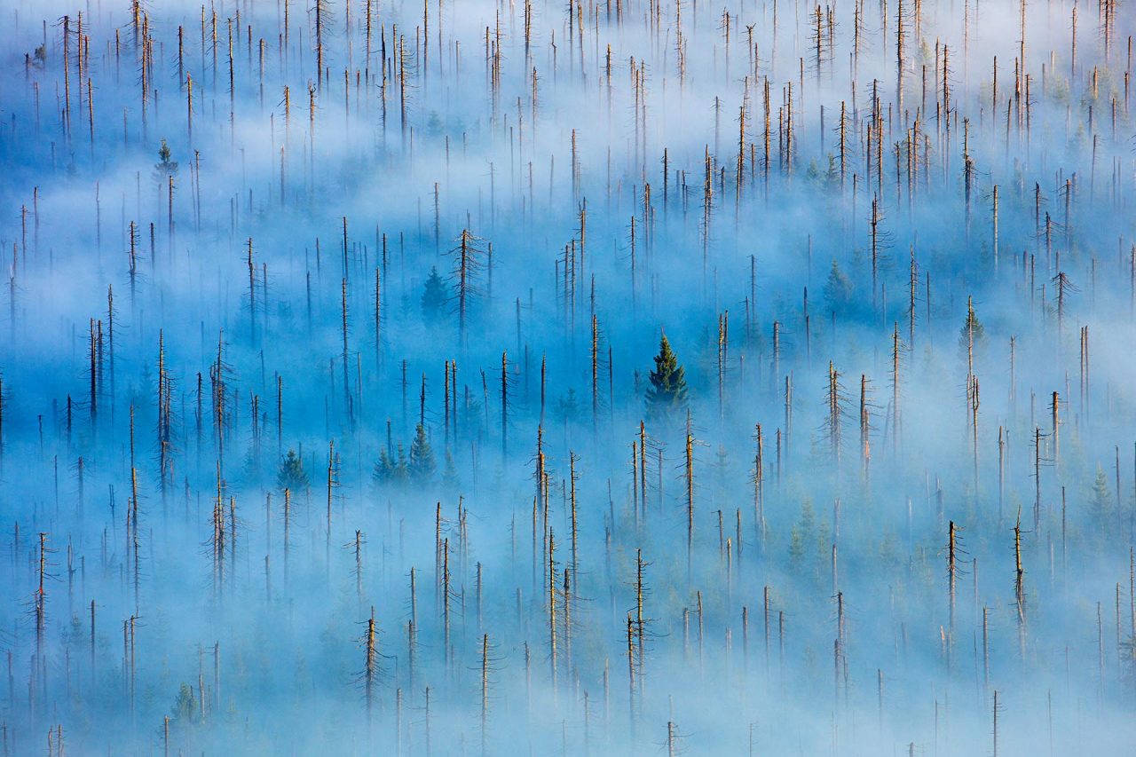 Radomir Jakubowski - Dead Forest. Forrás: https://naturephotographeroftheyear.com/