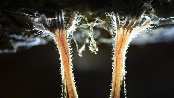 Lili Sztrehárszki - Small details.  Forrás: https://naturephotographeroftheyear.com/