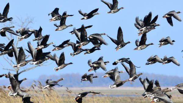Nagy lilik csapat. Archív fotó: MTI/Czeglédi Zsolt