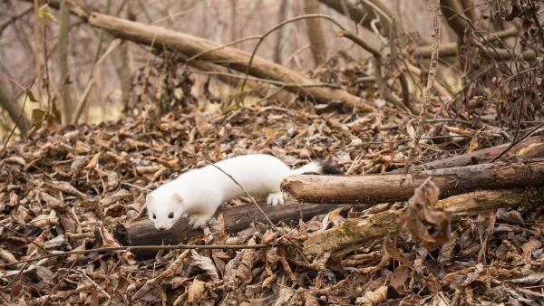 Hermelin (illusztráció: pixabay.com)