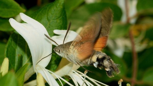 Kacsafarkú szender (fotó: pixabay.com)