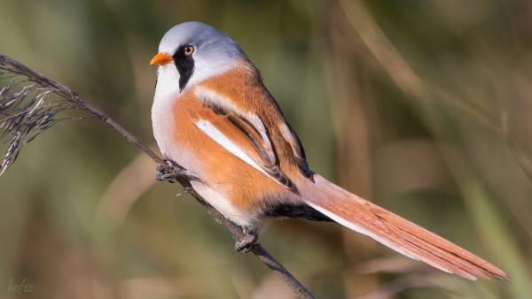 Barkóscinege (fotó: youtube)