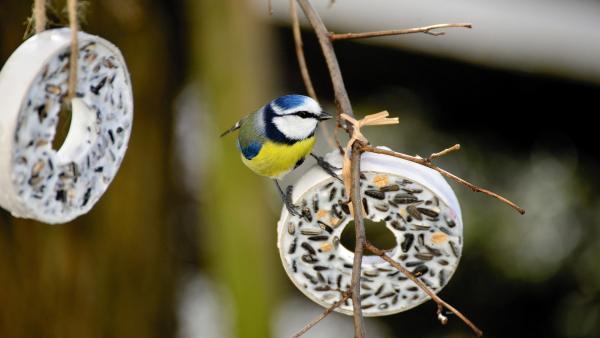 Illusztráció: pixabay.com