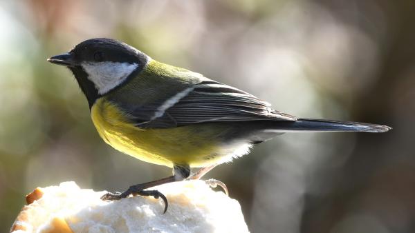 Illusztráció. Forrás: Pixabay.com