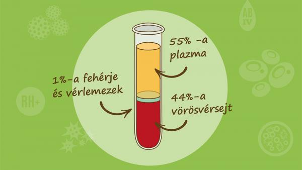 A vér hármas felosztása (Kép: vascular-plazma-pecs.hu)