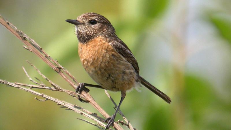 A hétvégén minden megyében lehet madarakat megfigyelni - soroljuk a helyszíneket - szemesinfo.hu