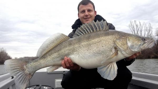Lipták András óriási süllőt fogott a Hármas-Körösön. Forrás: Facebook/KHESZ