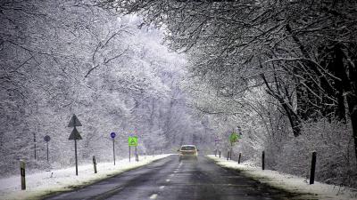 Havas fák a Dobozi út mentén – Fotó: behir.hu/Such Tamás