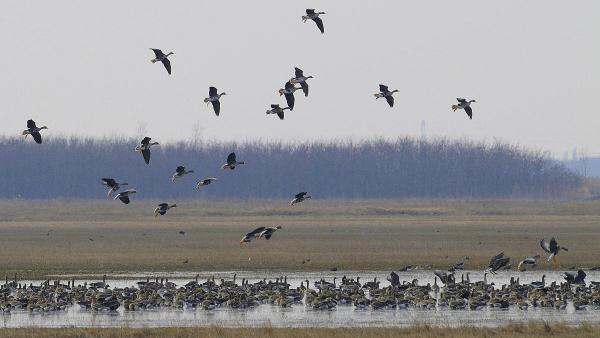 Fotó: Körös-Maros Nemzeti Park/ Marik Pál