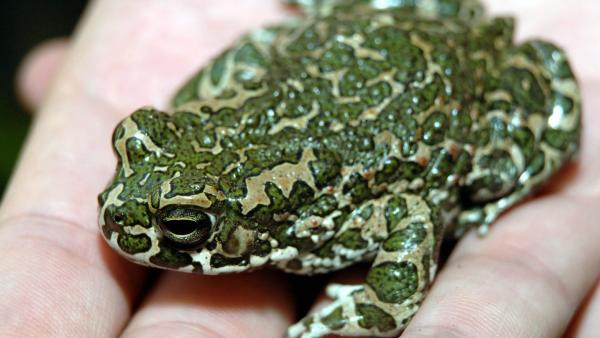 Egy zöld varangy, amikor a meteorológiai és a víz világnapja alkalmából új bemutatóhelyet adnak át a Fővárosi Állat- és Növénykertben a békák védelmére és népszerűsítésére. (MTI-fotó: Kovács Attila)