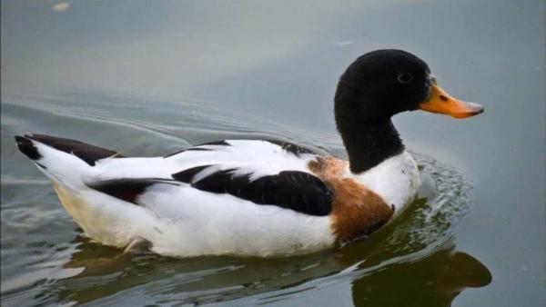 Bütykös ásólúd (illusztráció: tiszatoelovilaga.hu)