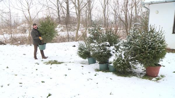 Gyűlnek a fenyők a Dánfoki Üdülőközpontban (Kép: Ujházi György/BMC)