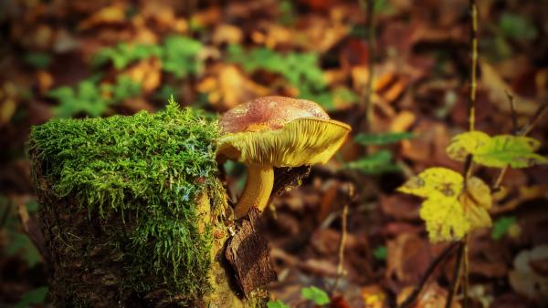 Illusztráció: pixabay.com