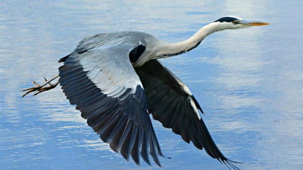 Illusztráció: pixabay.com