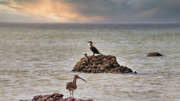 Kis póling (illusztráció: pixabay.com)