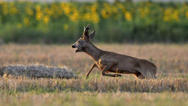 MTI Fotó: Kovács Attila