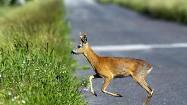Őz az autóúton – Fotó: vadfotos.hu/Blaumann Ödön