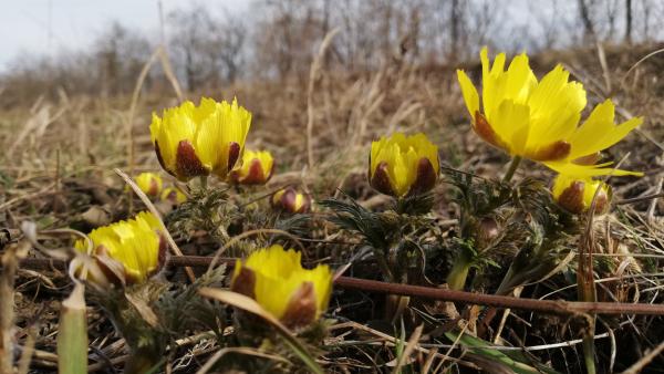 Volgamenti hérics (fotó: Körösvidék)