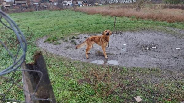 Láncra vert kutya Köröstarcsán – Fotó: Magyarország Ügyészsége