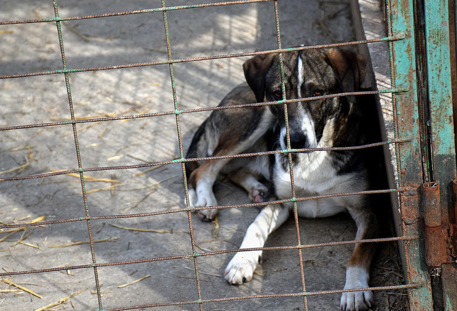 Kutya a csabai állatvédők telepéről – Fotó: behir.hu/Such Tamás