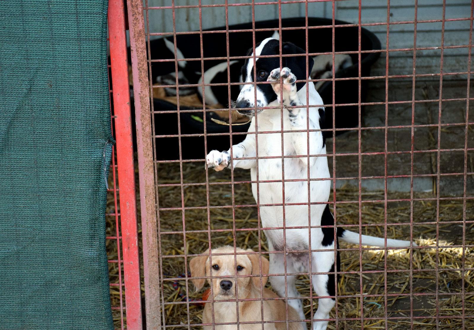 Kutyák a csabai állatvédők telepéről – Fotó: behir.hu/Such Tamás