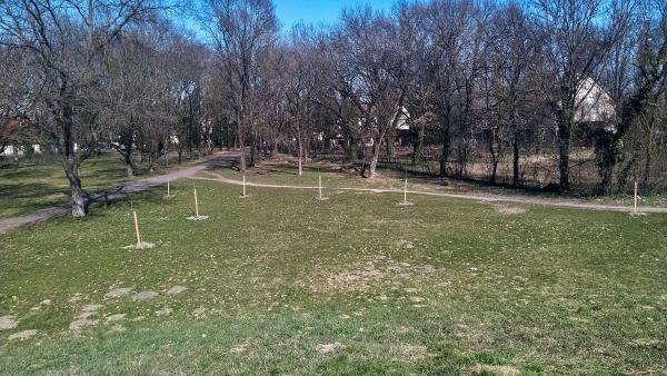 Babafák a békési Május 1. parkban (A kép forrása: Facebook/Polgár Zoltán)