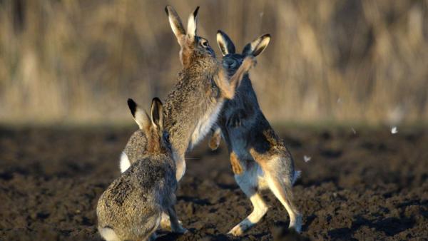 Mezei nyulak (Lepus europaeus) a Békés megyei Szeghalom határában 2021. március 7-én. MTI/Kovács Attila