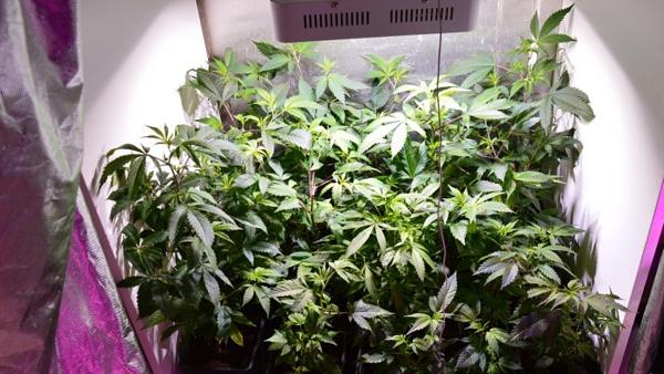 Kenderültetvényt számoltak fel a rendőrök Szeghalmon - Fotó: police.hu