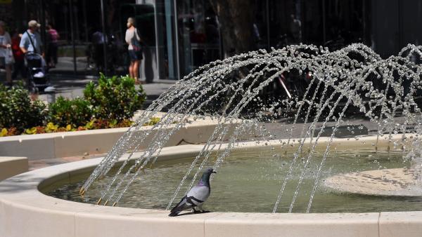 Egy galamb az egyik Andrássy úti szökőkútnál – Fotó: behir.hu/Such Tamás