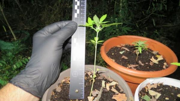 Egy fiatal férfi kereskedett marihuánával Békéscsabán. Forrás: police.hu