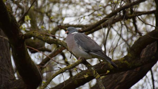 Örvös galamb a Lencsésin – Fotó: behir.hu/Such Tamás