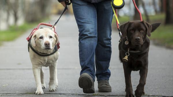 Vakvezetőkutyák. Archív fotó: MTI - Mohai Balázs