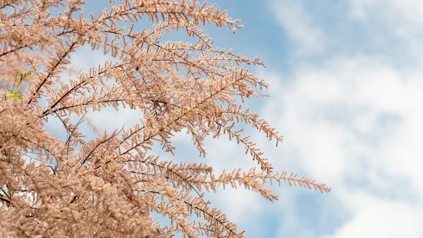 fotó: Vári Bianka (behir.hu)