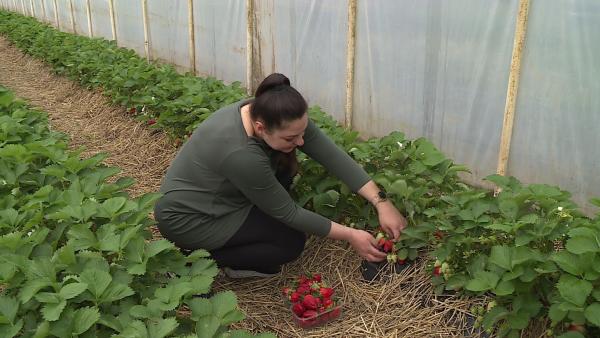 Povázsayné Kovács Kitti_eper szezon