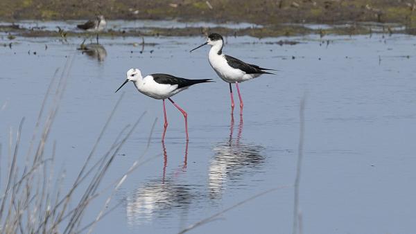  Fotó: Körös-Maros Nemzeti Park/ Őze Péter